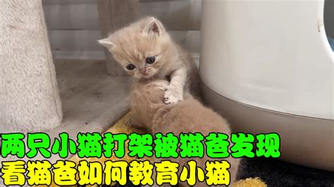 两只小猫打架被猫爸发现，看猫爸如何教育两只小猫！_腾讯视频
