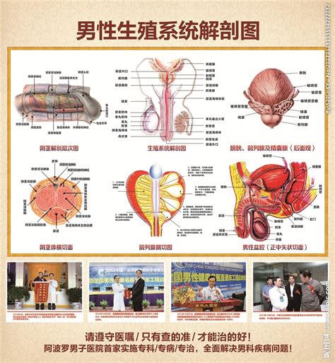 人体生殖器官结构（男性）图片素材-正版创意图片401807213-摄图网