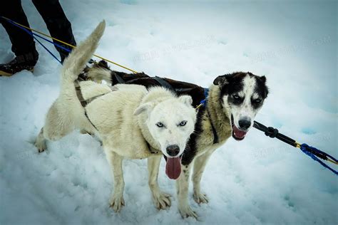 哈士奇雪橇犬在雪中运行高清图片下载-正版图片502406836-摄图网