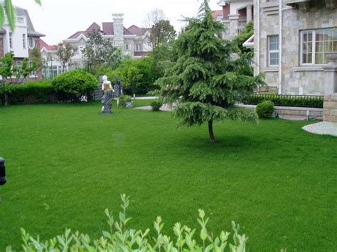 浙江庭院草坪种什么草最好-绿宝园林网