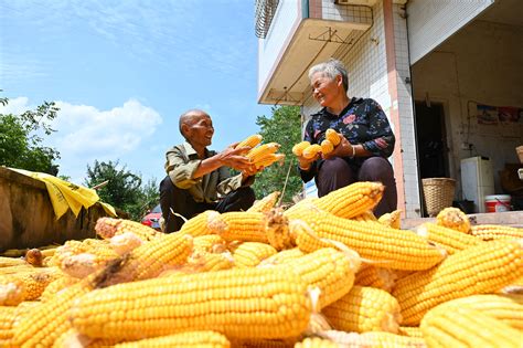 内江东兴区：玉米丰收粮农笑