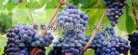 如何种植葡萄、葡萄成熟期管理要点？ - 葡萄 - 蛇农网