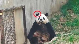 大熊猫咬伤人后会如何处理？当场击毙？你以为“国宝”是白叫的吗|大熊猫|国宝|村民_新浪新闻