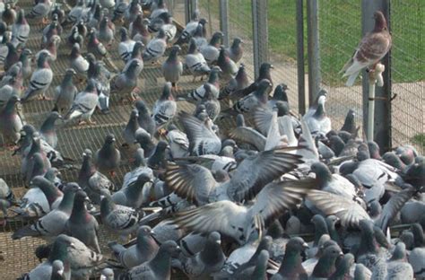 如何快速恢复鸽子体能_种鸽-肉鸽-天成鸽业养殖基地
