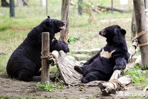 护林员巡山遭黑熊袭击身亡 树洞内发现遗体(图)-搜狐新闻