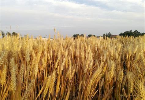 亩产达到400公斤 邓州杂交小麦制种再突破_河南频道_凤凰网
