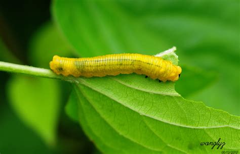 蝴蝶幼虫jpg格式图片下载_熊猫办公