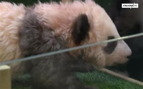 2015年新生熊猫宝宝首次亮相 萌物酣睡逗翻众人--图片频道--人民网