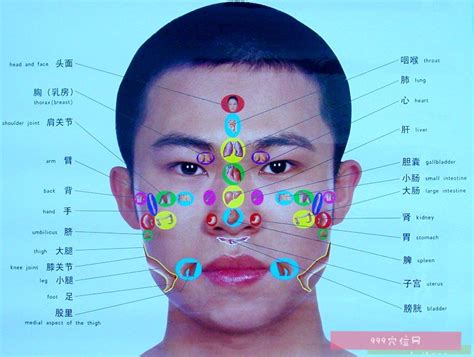 面部反射区图图片