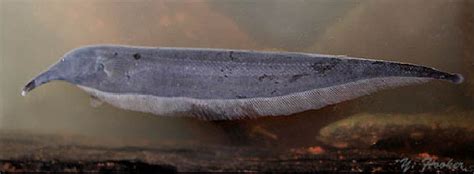 世界十大最凶猛的观赏鱼 电鳗上榜，第六有“魔鬼”的名号_排行榜123网