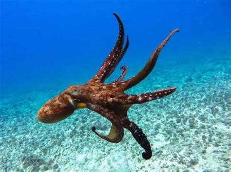 蓝环章鱼捕捉到食物时，先用嘴肢解对方，然后再开始进食