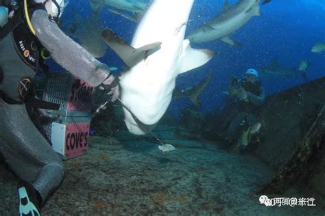 鲨鱼巡航尾巴海洋高清图片下载-正版图片320494879-摄图网