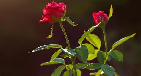玫瑰花的颜色外形特点作文(玫瑰花的外形颜色气味介绍作文) - 养花经验