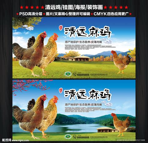 清远鸡宣传单设计图__广告设计_广告设计_设计图库_昵图网nipic.com