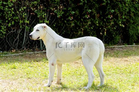 中亚牧羊犬图册_360百科