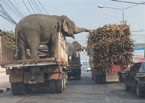 泰国那空沙旺府两只正由货车运送的大象趁红灯等候时偷吃旁边货车上的甘蔗 - 神秘的地球 科学|自然|地理|探索