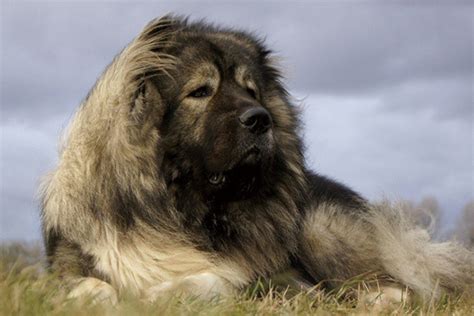 高加索犬详细资料-高加索犬品种介绍-宠物王