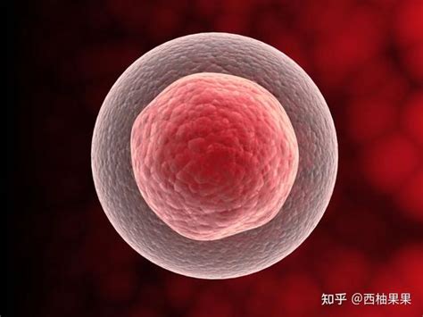 3D动画揭：精子与卵子结合的过程原来是这样的_腾讯视频