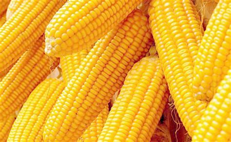 中国哪个朝代的人能吃到玉米 - 知百科