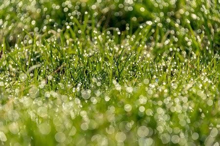 草上的雨露背景背景图片下载_1920x900像素JPG格式_编号1xgfwe68z_图精灵