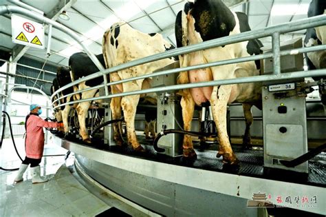 工厂检查奶牛场的牛奶质量高清图片下载-正版图片600115734-摄图网