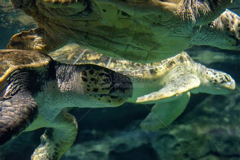 水中的乌龟摄影图__海洋生物_生物世界_摄影图库_昵图网nipic.com