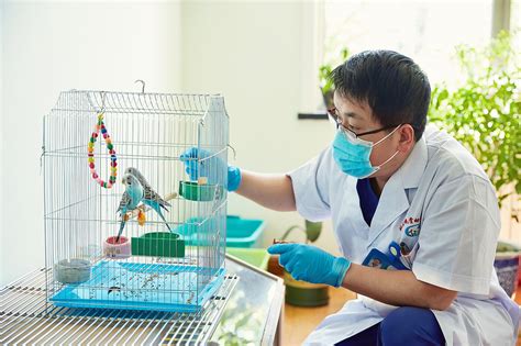 神奇中医保护宠物健康|沈阳农业大学|宠物医疗|宠物_新浪新闻