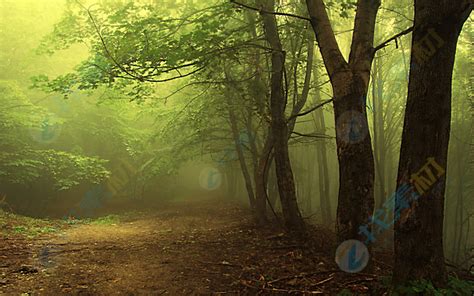 【雾之森林摄影图片】上海风光摄影_太平洋电脑网摄影部落
