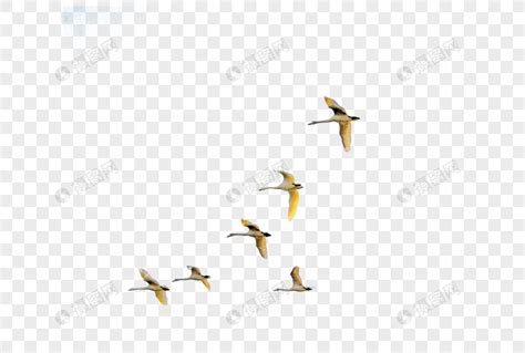天空中飞翔的鸟儿图片素材_免费下载_jpg图片格式_高清图片510886_摄图网