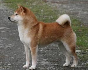 柴犬（日本柴犬） - 搜狗百科
