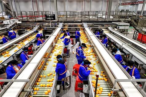 江西赣州：小脐橙做成大产业-人民图片网