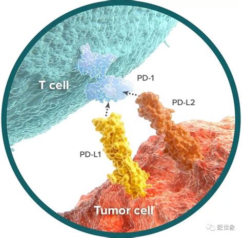 Has PD-1 MET Its Match in Hepatocellular Carcinoma? - Gastroenterology