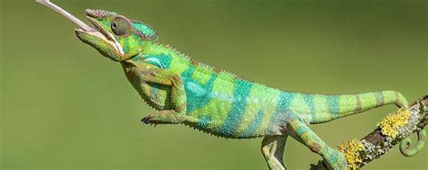 变色龙属于最著名的蜥蜴科之一高清图片下载-正版图片504661416-摄图网