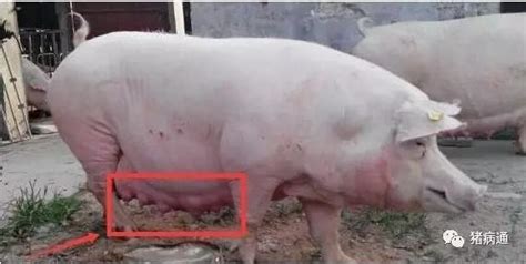 执业兽医网-猪病-非洲猪瘟易感猪群及临床表现