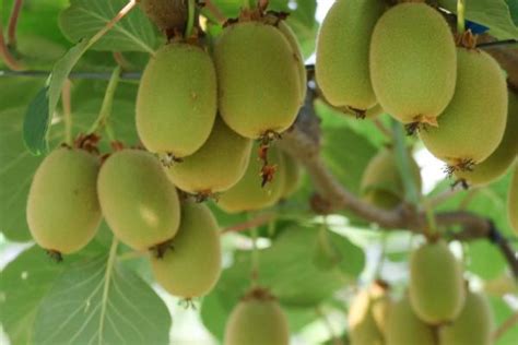 温州泰顺猕猴桃结出“致富果”，年产值1.2 亿元，带动5000多人从业