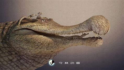 古代淡水帝王帝鳄，嘴巴巨大一口吞掉恐龙(13米/11吨)_探秘志