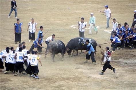 一头黑公牛在一场斗牛比赛中以高清图片下载-正版图片504603058-摄图网