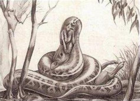 地球上5大最凶猛最残暴的远古巨蛇，沃那比蛇当之无愧第一