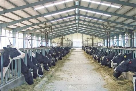 奶牛四个生长阶段饲喂管理技术 - 惠农网