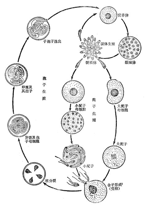 孢子虫生活史和子孢子顶复合结构