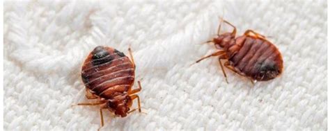 床上常见的虫子 - 业百科