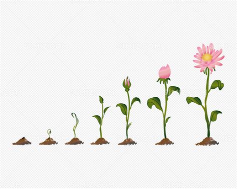 盆栽植物从发芽到结果的生长过程插画图片素材_ID:362351715-Veer图库