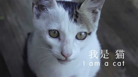我是猫英文字幕_腾讯视频