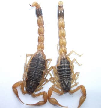 【蝎子常识】蝎子怎么分辨公母（辨雌雄）_蝎子养殖网