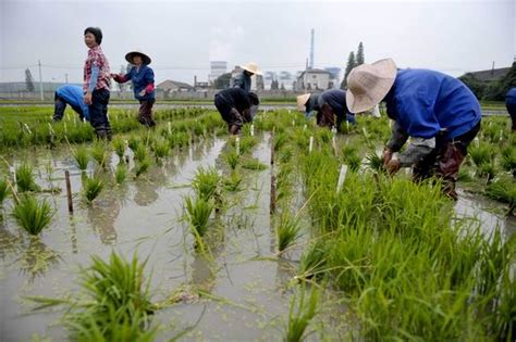 科学育种 精耕细作 水稻品种培育基地-城事-秀洲新闻网