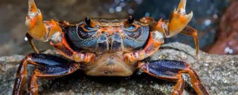 螃蟹怎么冷冻长期保存 - 业百科