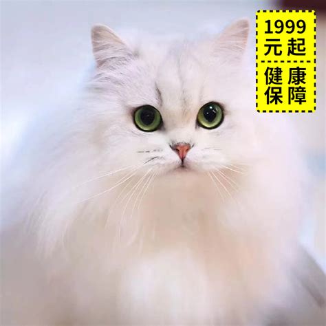 5号【金吉拉猫品种】纯种金吉拉猫银色金色波斯小猫-联系客服选猫-淘宝网