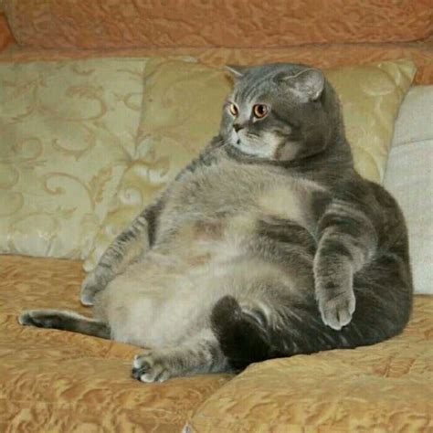 世界上最胖的猫重达15公斤 - 桔瓣网