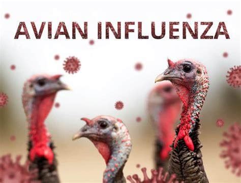 麻烦了！ “史上最严重”，近十个国家爆发禽流感！超过5230万只禽类被宰杀...... — 搜航网