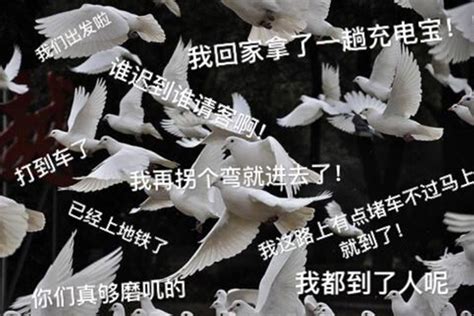 【鸽子摄影图片】广东梅州生态摄影_南湖子_太平洋电脑网摄影部落